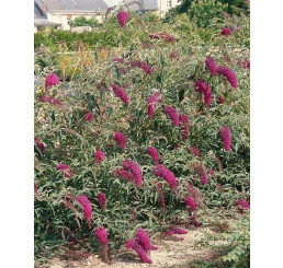 Buddleia davidii ´Nanho Purple´ / Komule, 20-25 cm, K12