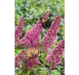 Buddleia davidii ´Pink Delight´ / Komule davidova, motýlí keř, 20-25 cm, K12