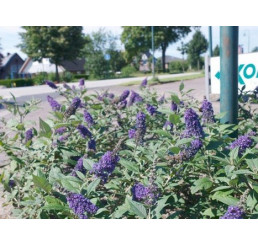 Buddleia ´Blue Chip´® / Komule, C3