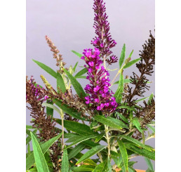 Buddleia davidii ´Butterfly Tower´ / Komule Davidova, C2