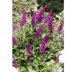 Buddleia davidii ´Butterfly Tower´ / Komule Davidova, C2