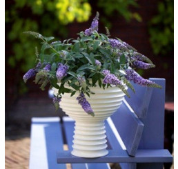 Buddleia ´Lilac Chip´® / Komule, C3