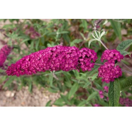 Buddleia davidii ´Royal Red´ / Komule Davidova červená, 40-50 cm, C2
