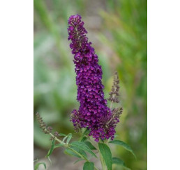 Buddleia d. ´Black Knight´ / Komule Davidova tmavofialová, K9