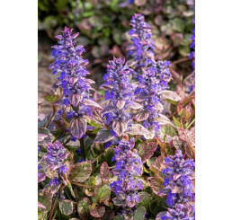 Ajuga reptans ´Burgundy Glow´ / Zběhovec plazivý, K9