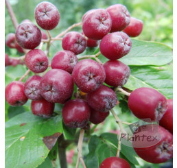 Sorbus x aronia ´Burka´ / Jeřabinoarónie, 30 cm, C2