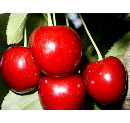 Prunus avium ´Burlat´ / Třešeň, Colt