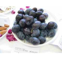 Prunus domestica ´Bystrická´ / Slivoň podzimní, St. Julien