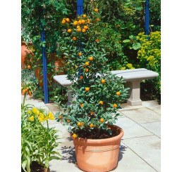 Citrus mitis ´Calamondine´ / Citrokumkvát, 20 cm, K9