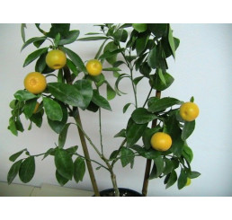 Citrus mitis ´Calamondine´ / Citrokumkvát, 20 cm, K9