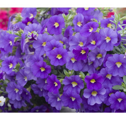 Calibrachoa WFL® Calitastic® Indigo / Mnohokvěté petunie, bal. 6 ks sadbovačů