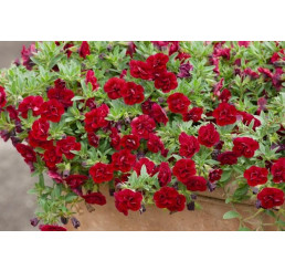 Calibrachoa Sweet Bells® ´Double Red´ / Minipetúnie, bal. 6 ks, 6xK7