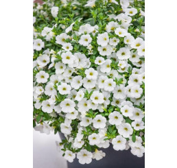 Calibrachoa Sweet Bells® ´White´ / Minipetúnie, bal. 6 ks, 6xK7