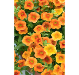 Calibrachoa Calita® Petite Orange´/ Minipetúnie, K7