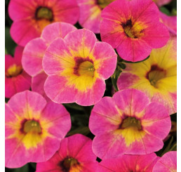 Calibrachoa WFL® Chameleon® Tart Deco  / Mini petúnie, bal. 3 ks, 3x K7