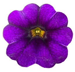 Calibrachoa WFL® PortuCal®Patio Blue / Mnohokvěté petunie, bal. 6 ks, 6x K7