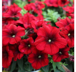Petunia Crazytoonia®´Red Blues´ / Petunie, bal. 6 ks, 6x K7