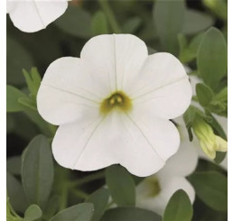 Calibrachoa Calita® Compact White / Minipetúnie, bal. 6 ks, 6x K7