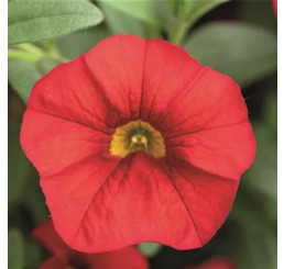 Calibrachoa Calita® ´Red´ / Minipetúnie, bal. 6 ks, 6x K7