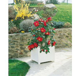 Camellia japonica ´Red´ / Kamélie červená, K9