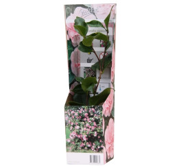 Camellia japonica ´Pink´ / Kamélie růžová, K9