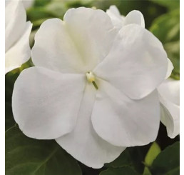 Impatiens Campos® F1 White  / Netýkavka bílá, K7