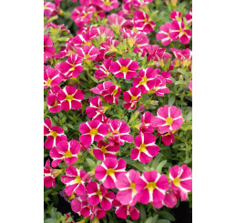 Calibrachoa Candy Shop® Candy Crush  / Minipetúnie, K7