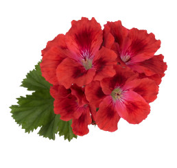 Pelargonium hybr. ´Candy Flowers Scarlet Eye´ / Pelargonie hybrid, bal. 6 ks, 6x K7