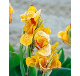 Canna indica ´Picasso´ / Dosna žlutá, I.
