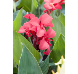 Canna indica ´Miss Oklahoma´ / Dosna růžová, I.