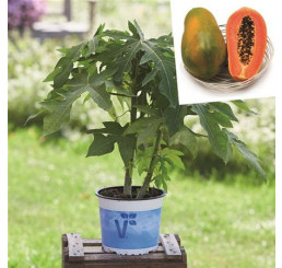 Carica papaya ´Sunnybee®s F1´ / Papája, K9