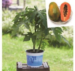 Carica papaya ´Sunnybee®s F1´ / Papája, 80-100 cm, C1,5