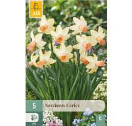 Narcis ´Carice´ / Narcis, bal. 5 ks, 11/12
