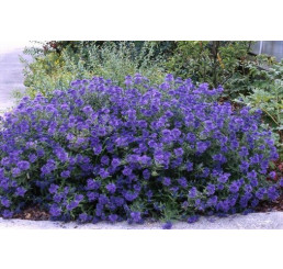 Caryopteris clandonensis ´Blauer Spatz´® / Ořechoplodec clandonský, K9
