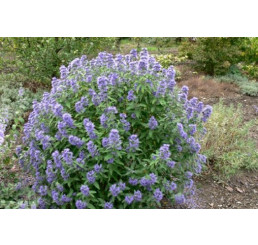 Caryopteris clandonensis ´Blue Balloon´® / Ořechoplodec clandonský, 40-50 cm, C5