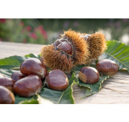 Castanea sativa ´Bouche de Betizac / Kaštan jedlý, 60-80 cm, C7