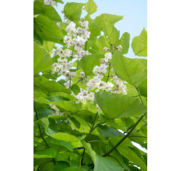 Catalpa bignonioides  / Katalpa trubačovitá, 20 cm, K9