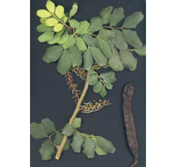 Ceratonia siliqua / Rohovník obecný / Svatojánský chléb, bal. 5 sem.