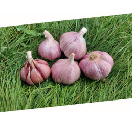 Allium sativum ´Skalka´ / Sadbový česnek, bal. 3 hlaviček, 125 g