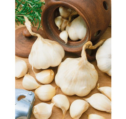 Allium sativum ´Flavor´ / Sadbový česnek jarní, bal. 3 hlavič.