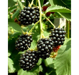 Rubus fruticosus ´Čačanska Beztrna´ / Ostružiník beztrný, 100-120 cm, K11