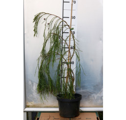Chamaecyparis laws. ´Imbricata Pendula´/ Cypřišek Lawsonův, převislý, 80-100 cm, C5