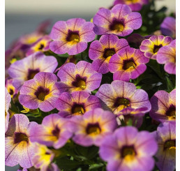 Calibrachoa WFL® Chameleon® Blueberry Scone  / Mini petúnie, K7