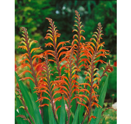 Chasmanthe saturnus / Chasmanthe, 12/+