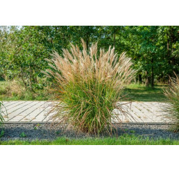 Miscanthus sinensis ´China´ / Ozdobnice čínská , C1