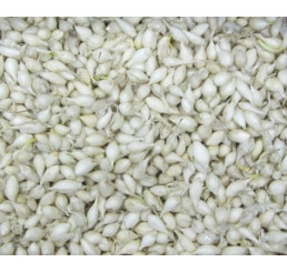 Cibule sazečka bílá ´SNOWBALL´, bal. 0,25 kg, 8/16 mm