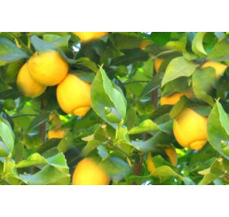 Citrus limon / Citroník zakořeněný odřezek z rodící rostliny, 20 cm, K9