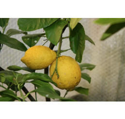 Citrus limon ´Villa Franca´ / Citroník, 25-40 cm, C2