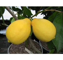 Citrus limon ´Adamo´ / Citroník, 25-40 cm, C2