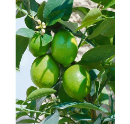 Citrus aurantifolia / Mexická limetka / Kyselý lajm, 30-40 cm, C2
